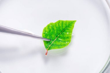 植物激素elisa試劑盒產品價格與簡析圖2 植物激素elisa試劑盒產品價格與簡析圖2