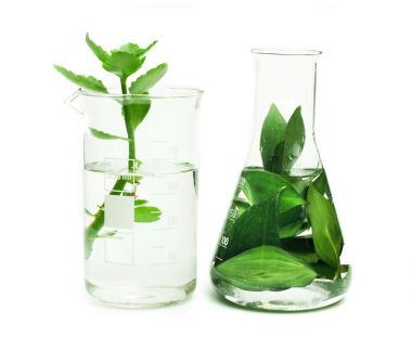 原鑫植物激素類檢測在氣相色譜中的應用圖 原鑫植物激素類檢測在氣相色譜中的應用圖