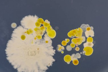 生物胺類檢測在高效液相色譜法中的應(yīng)用圖2 生物胺類檢測在高效液相色譜法中的應(yīng)用圖2