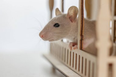 動物細胞培養(yǎng)需要做哪些準備工作?圖1 動物細胞培養(yǎng)需要做哪些準備工作?圖1